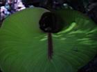 2001 08-04 - Sirena - leaf detail, with bug  [005].jpg